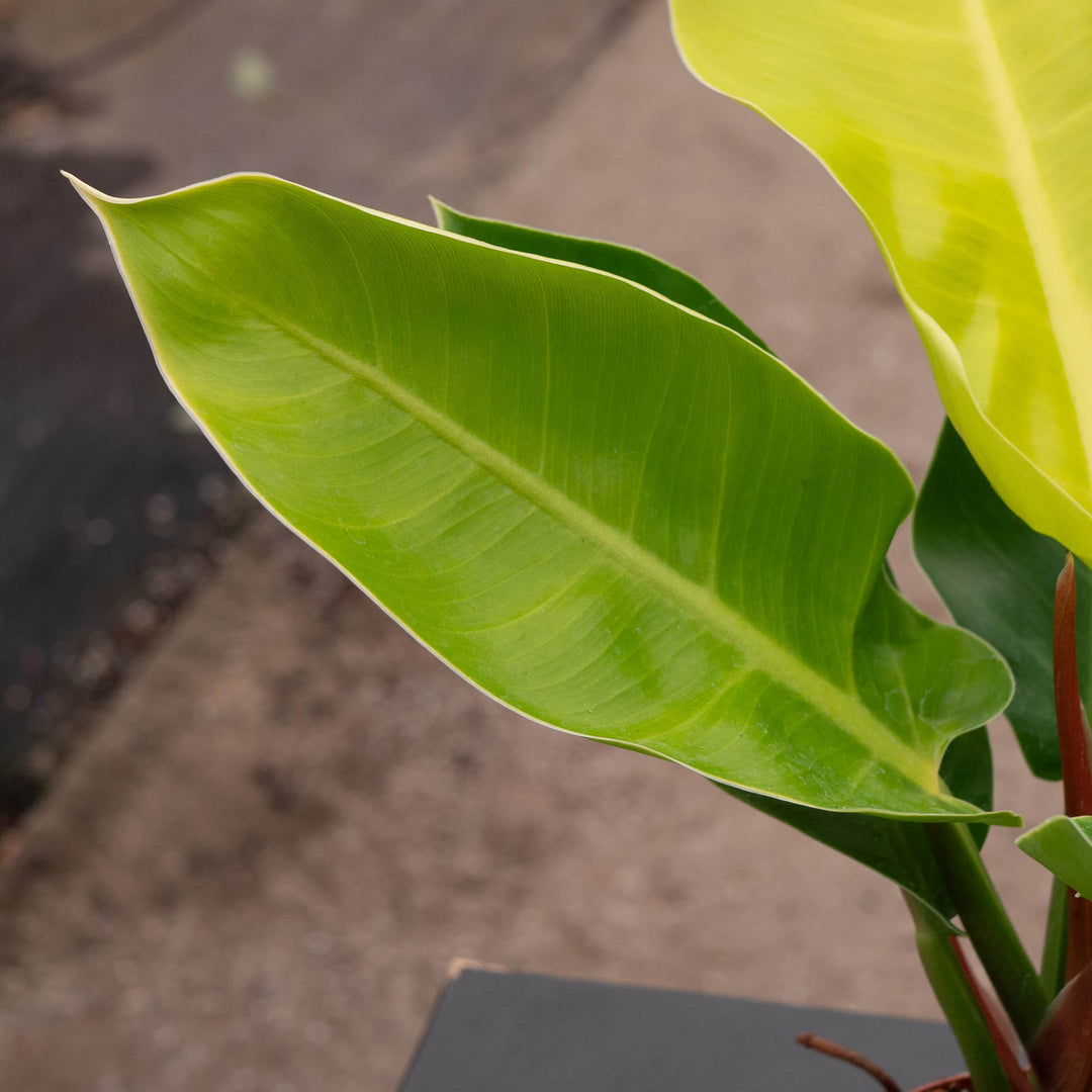 moonlight philodendron light Philodendron 'Moonlight'