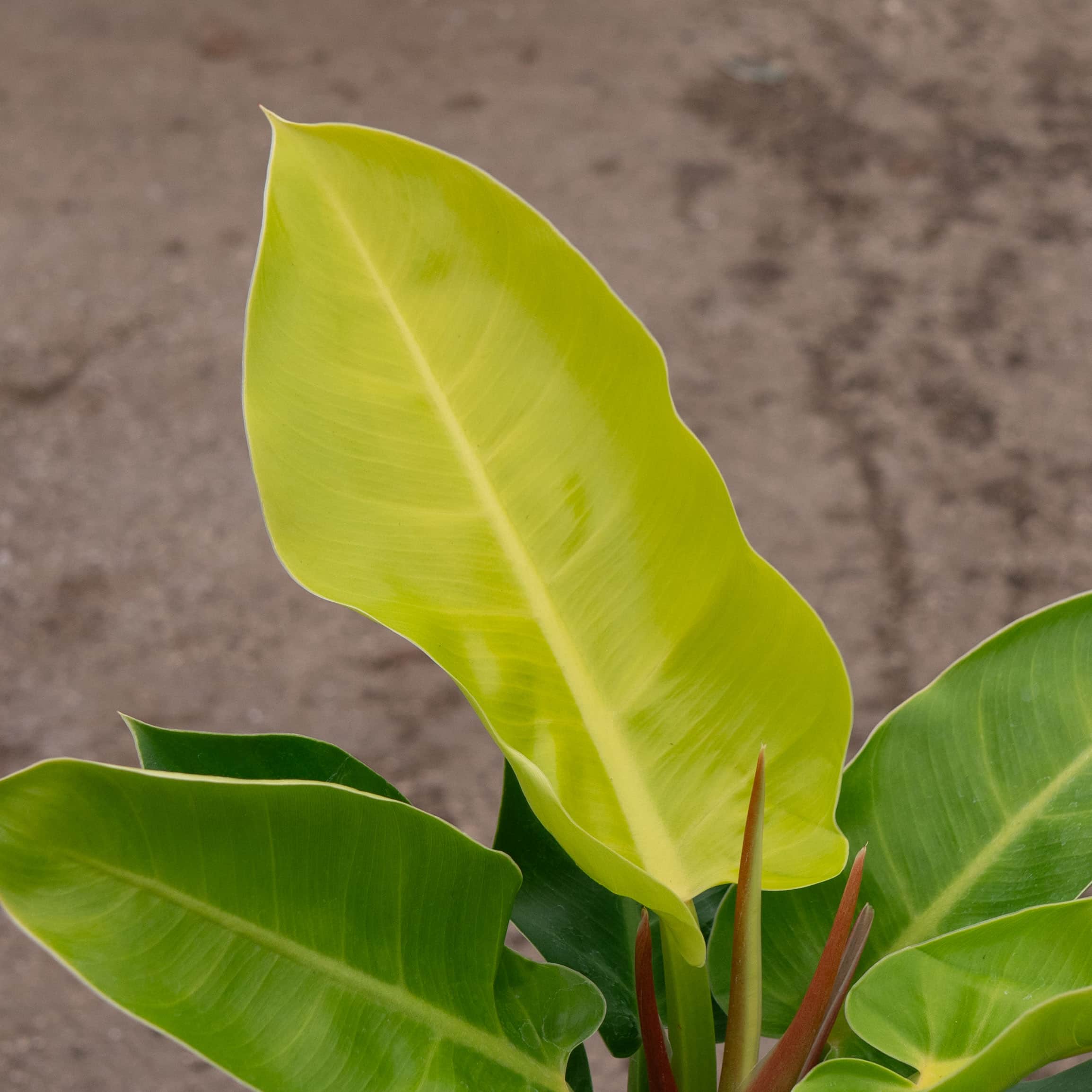 Gabriella Plants Philodendron Moonlight - Thumbnail 5