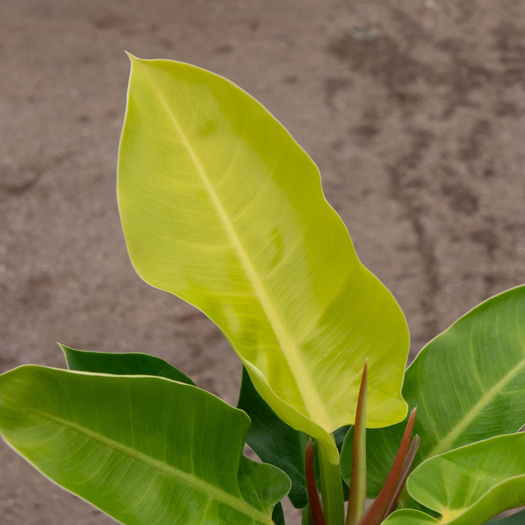 moonlight philodendron flower Philodendron 'Moonlight'