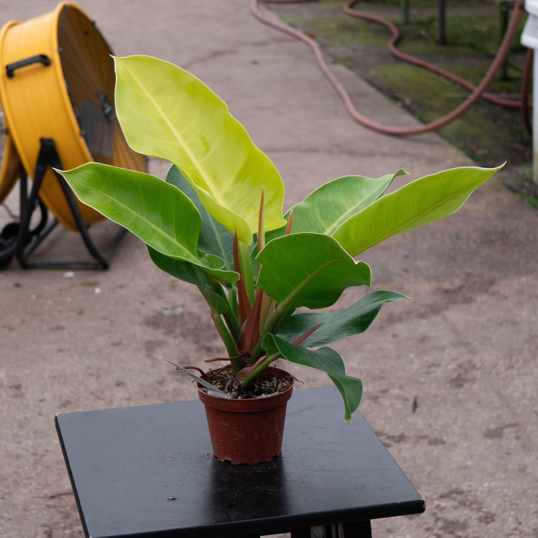 philodendron moonlight x serratum Moonlight Philodendron