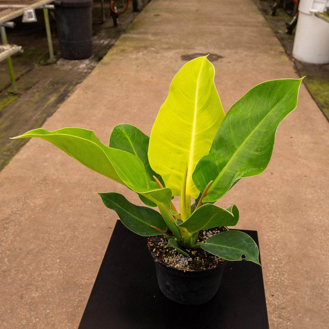 variegated moonlight philodendron Philodendron 'Moonlight'