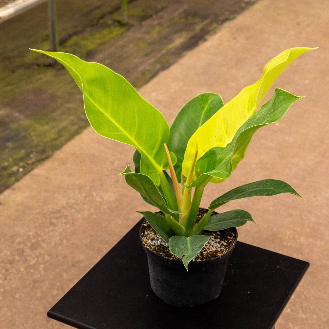 philodendron moonlight Philodendron 'Moonlight'