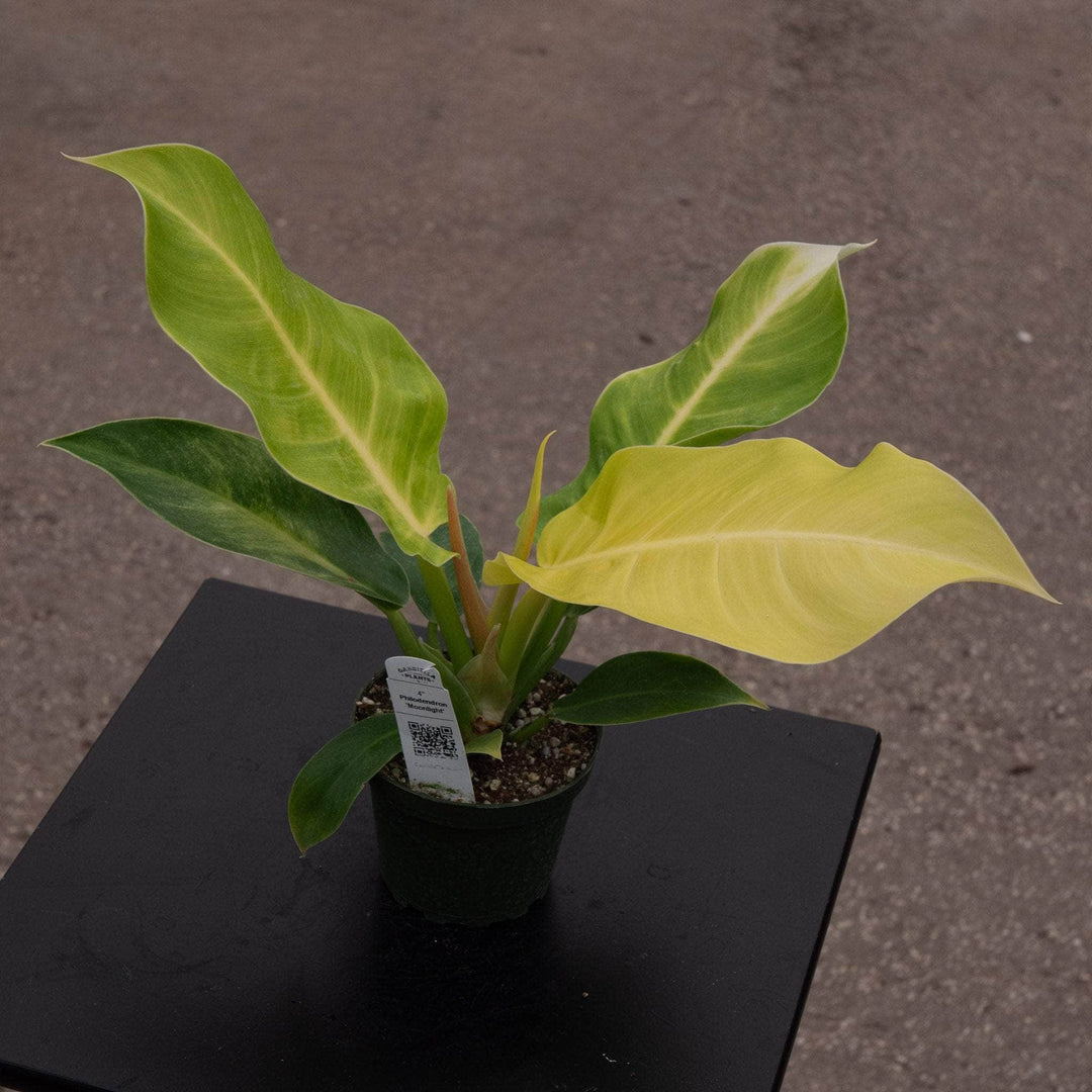 Gabriella Plants Philodendron 4" Philodendron 'Moonlight'