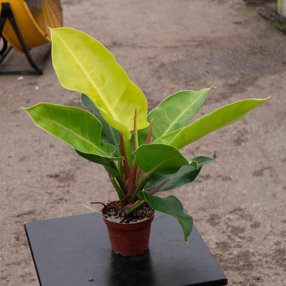 Gabriella Plants Philodendron 4" Philodendron 'Moonlight'