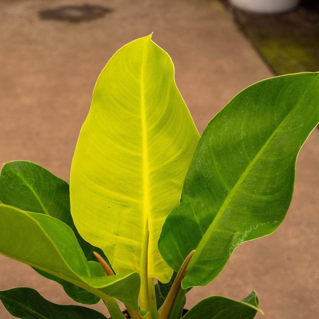 philodendron moonlight scientific name Philodendron 'Moonlight'