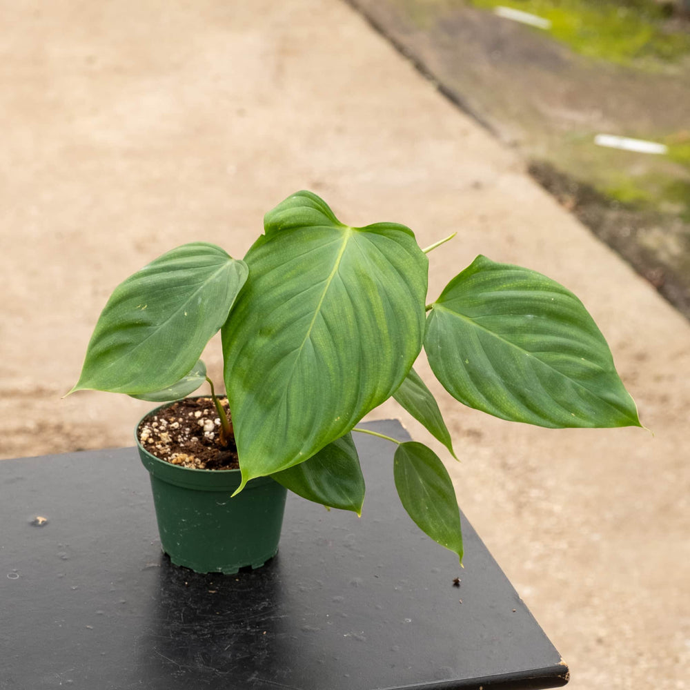 Gabriella Plants 4" Philodendron nangaritense