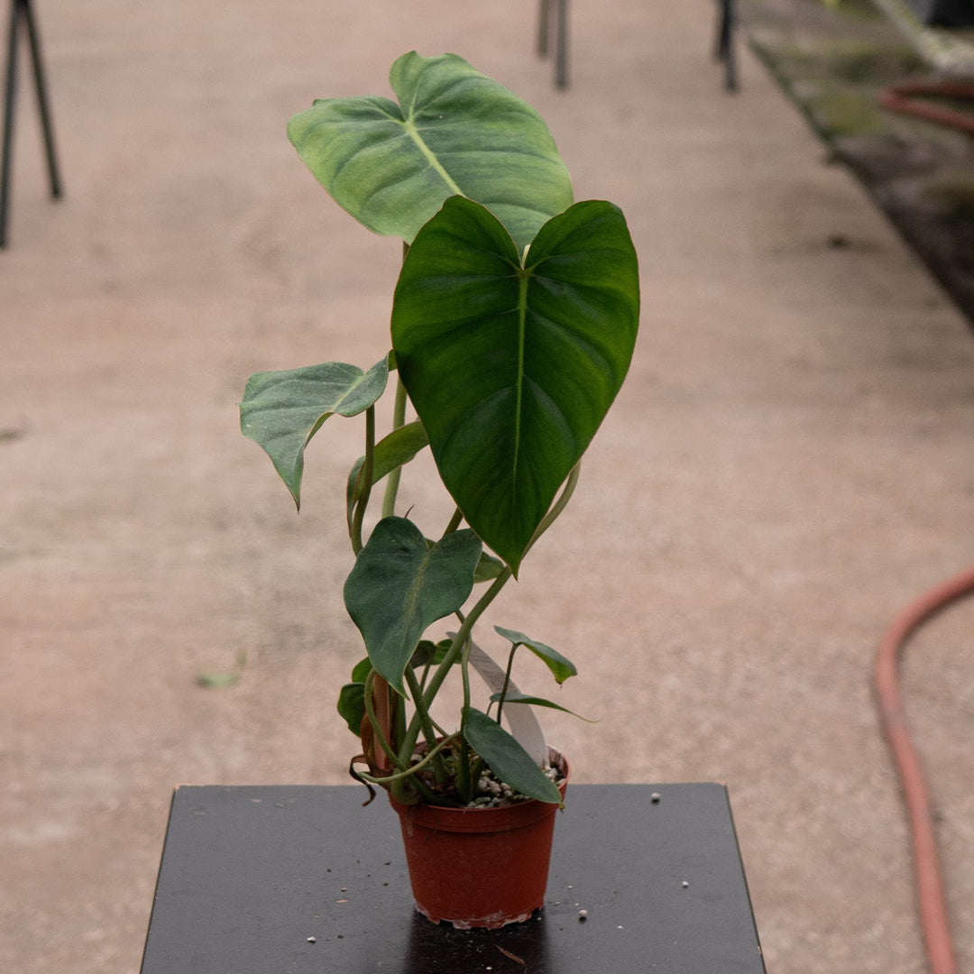 Gabriella Plants 4" Philodendron nangaritense