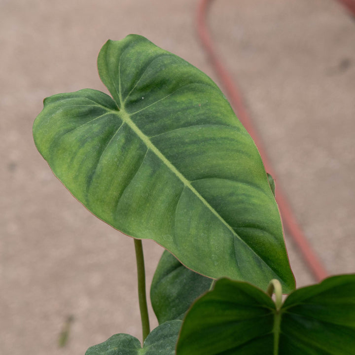 Gabriella Plants 4" Philodendron nangaritense