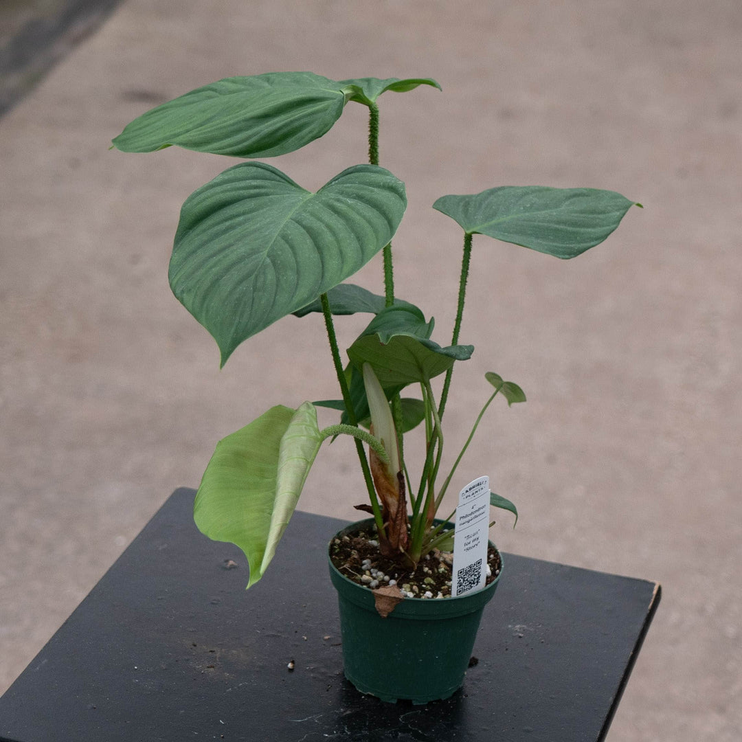 Gabriella Plants 4" Philodendron nangaritense
