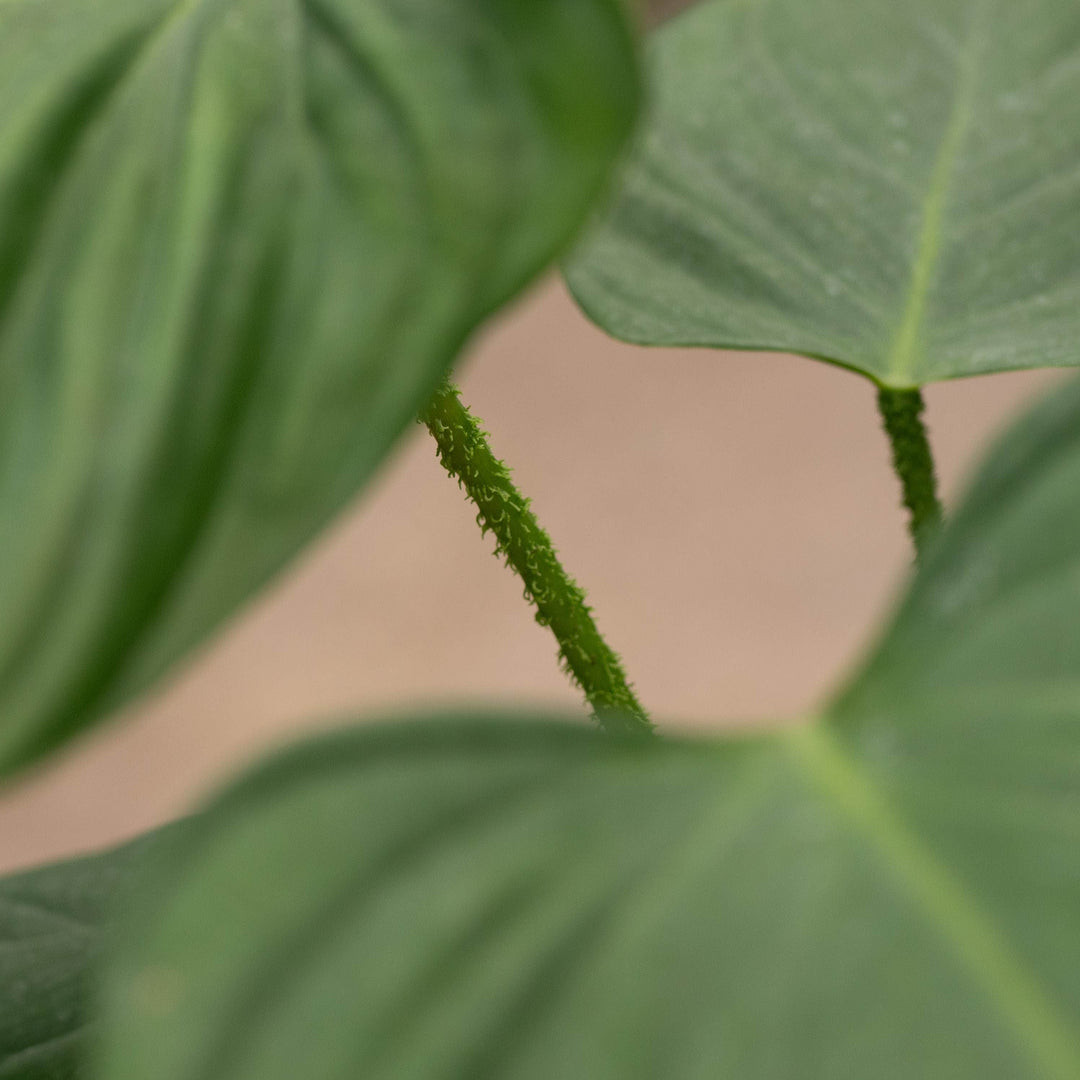 Gabriella Plants 4" Philodendron nangaritense