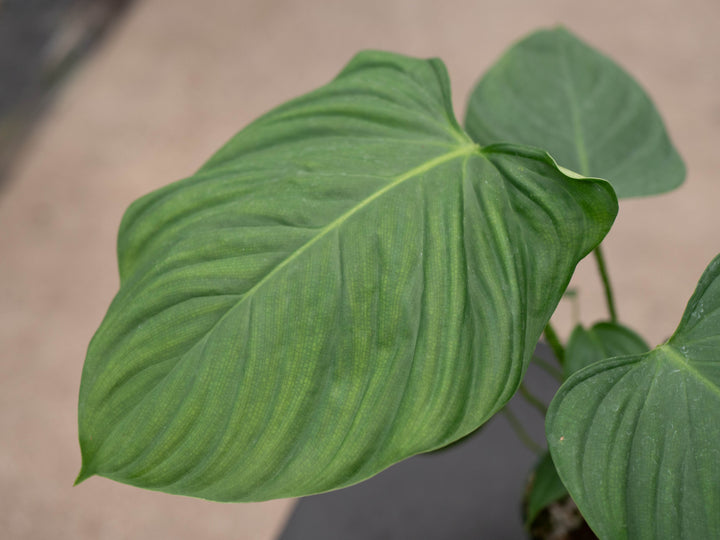 Gabriella Plants 4" Philodendron nangaritense