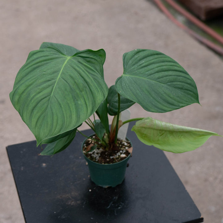 Gabriella Plants 4" Philodendron nangaritense