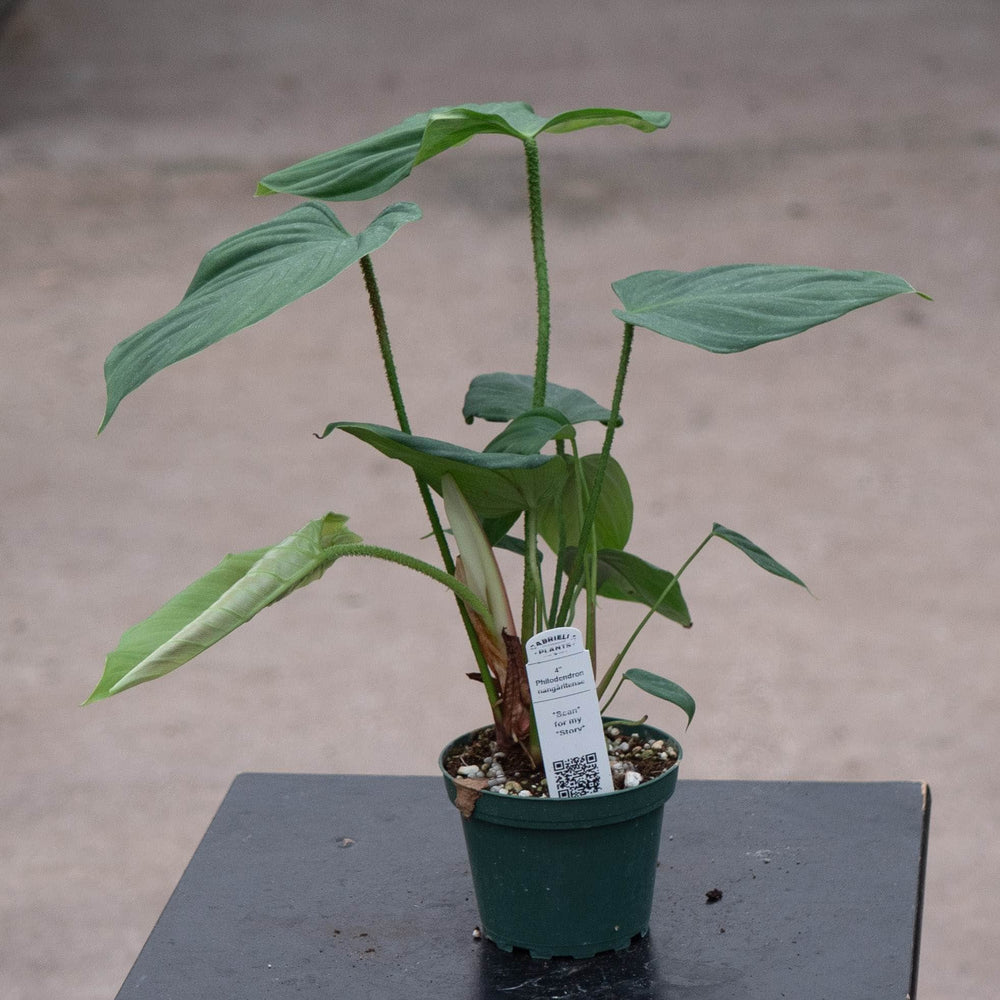 Gabriella Plants 4" Philodendron nangaritense