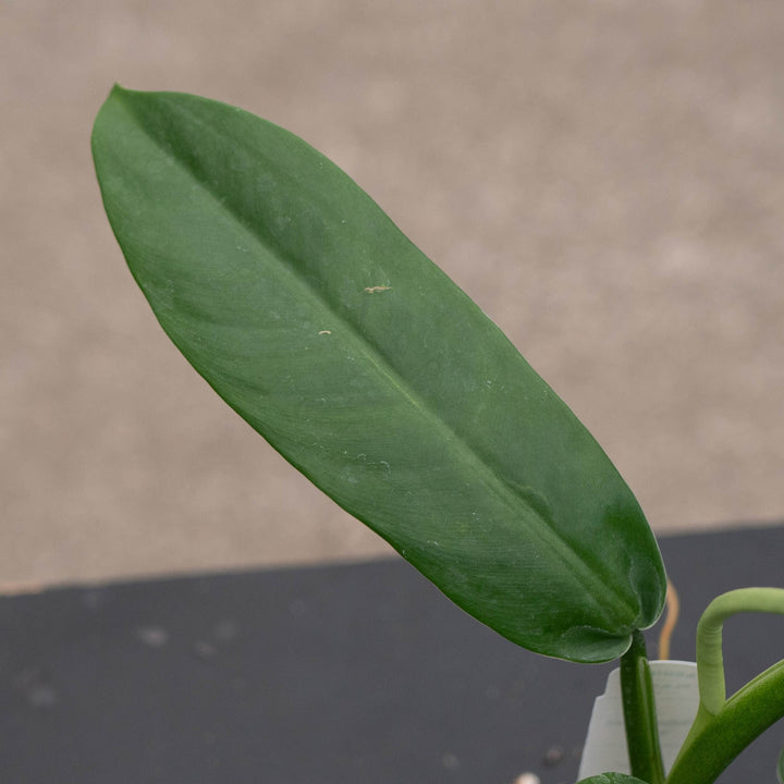 Gabriella Plants Philodendron 3" Philodendron "NOID"