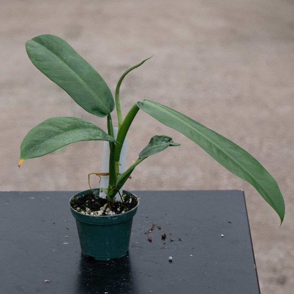 Gabriella Plants Philodendron 3" Philodendron "NOID"