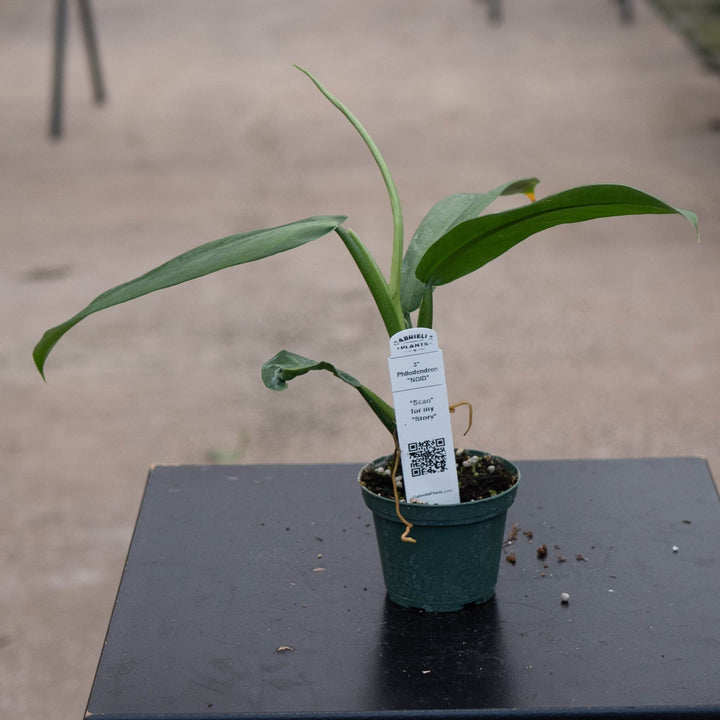 Gabriella Plants Philodendron 3" Philodendron "NOID"