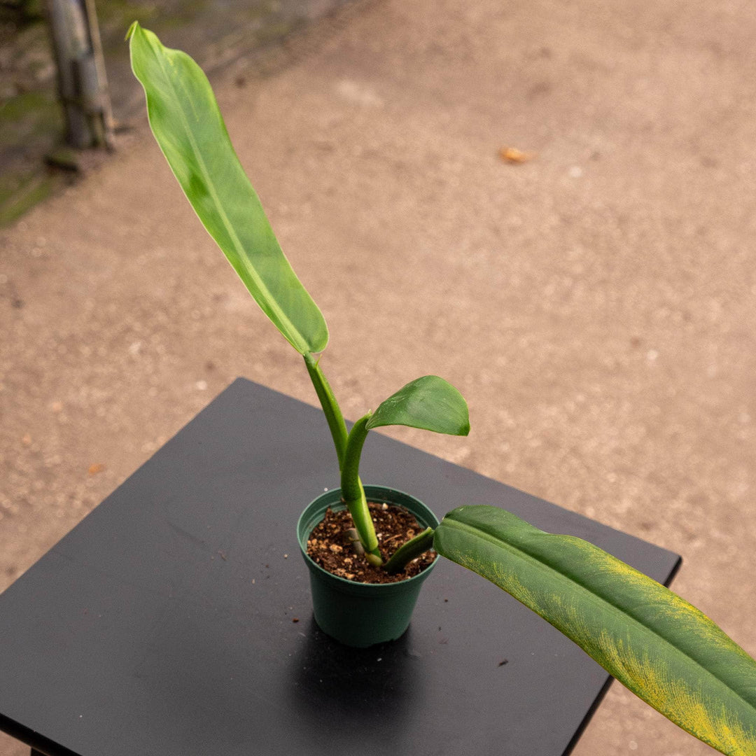 philodendron no soil Philodendron "NOID"