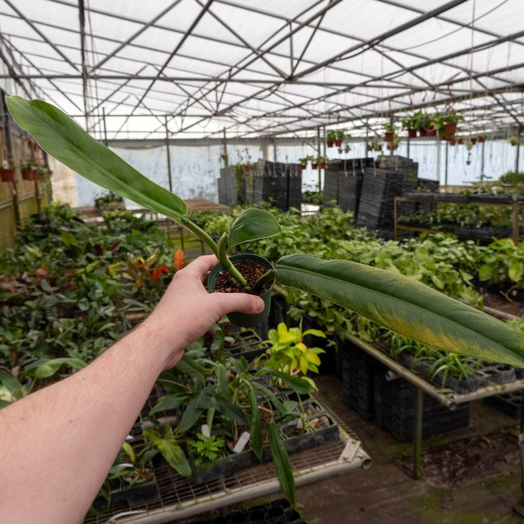 philodendron greenhouse growing Philodendron "NOID"