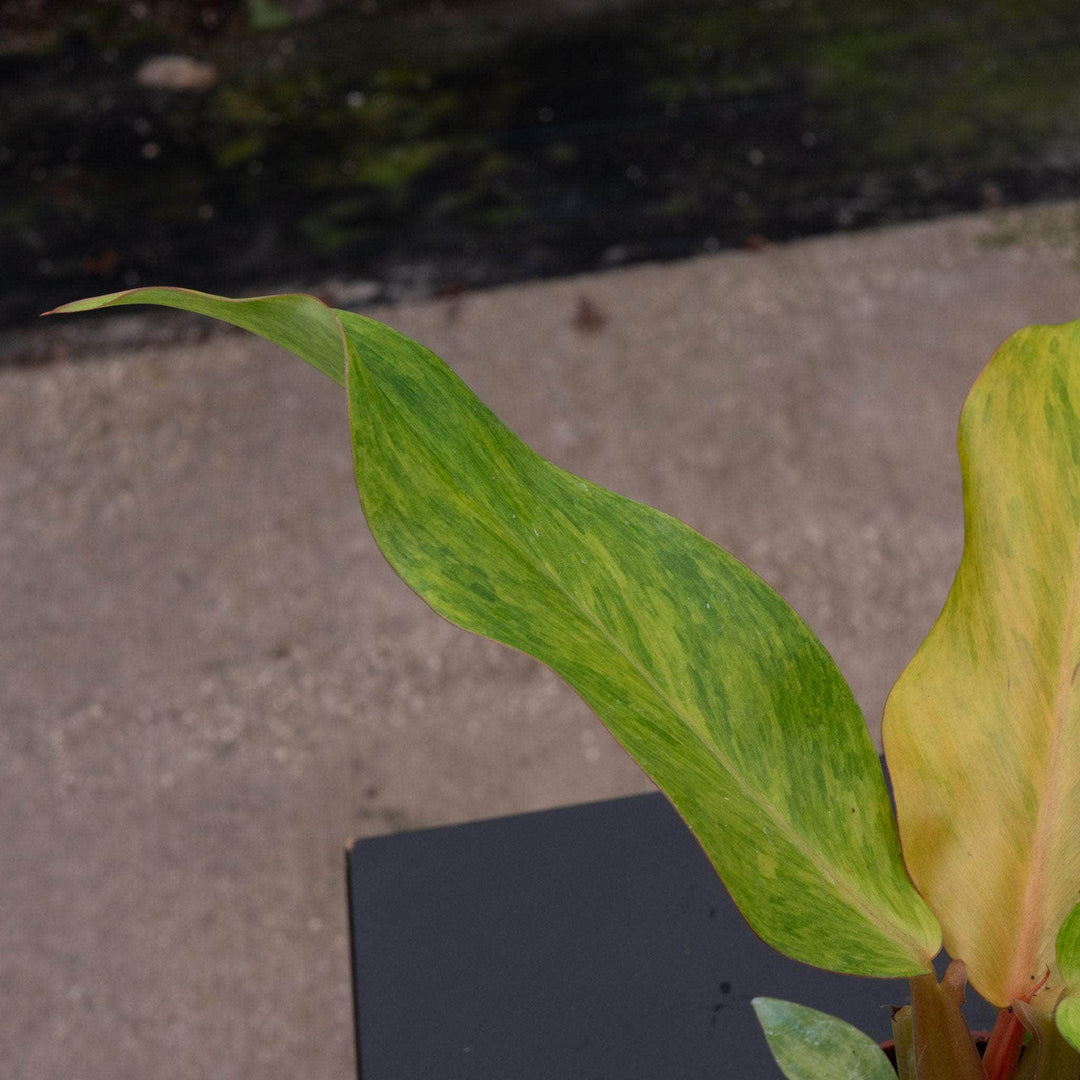 Gabriella Plants Philodendron 4" Philodendron 'Orange Marmalade'