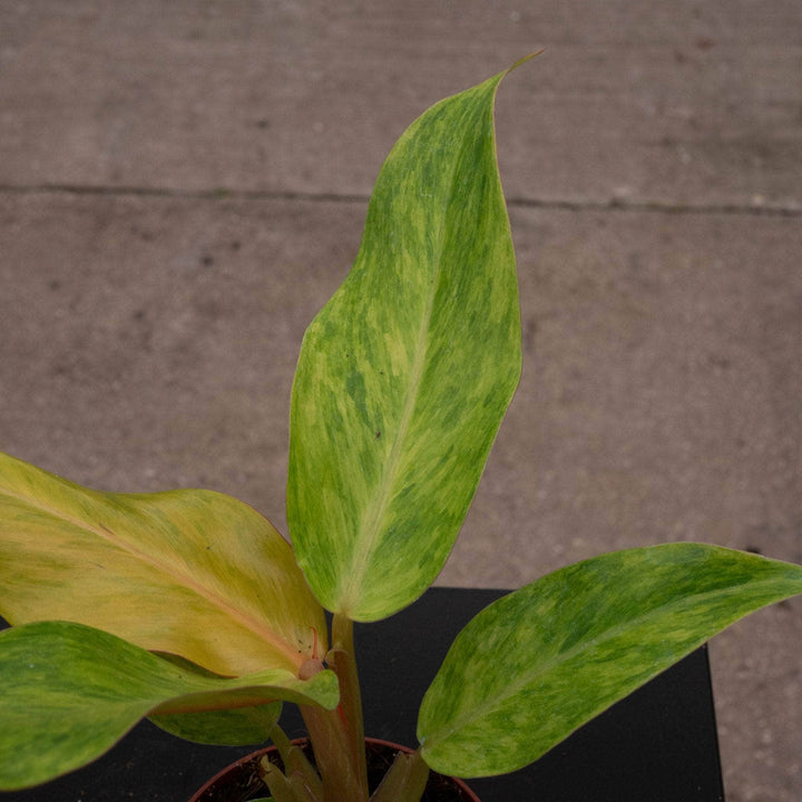 Gabriella Plants Philodendron 4" Philodendron 'Orange Marmalade'