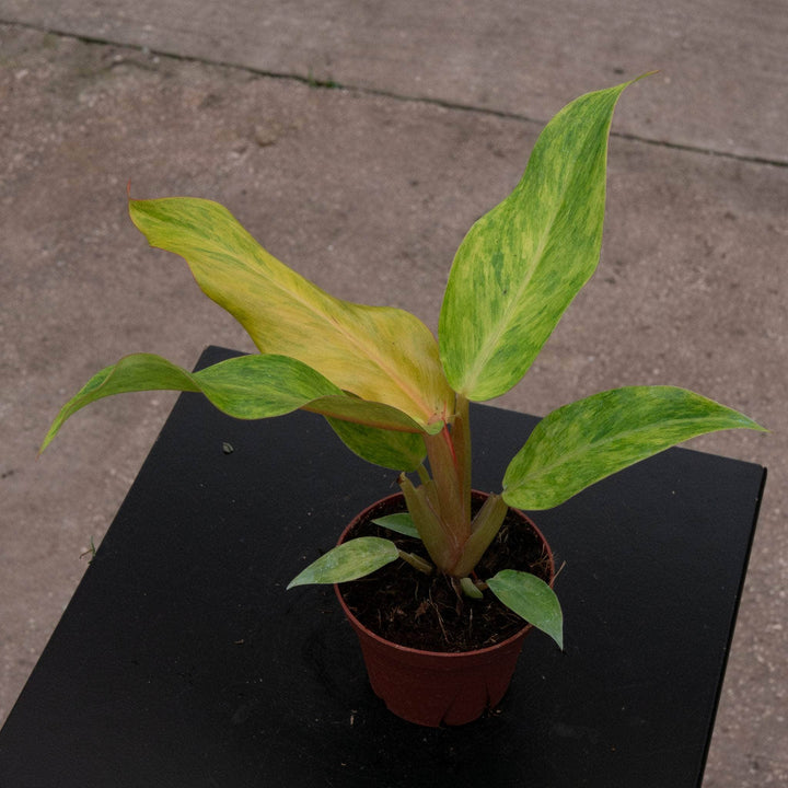 Gabriella Plants Philodendron 4" Philodendron 'Orange Marmalade'