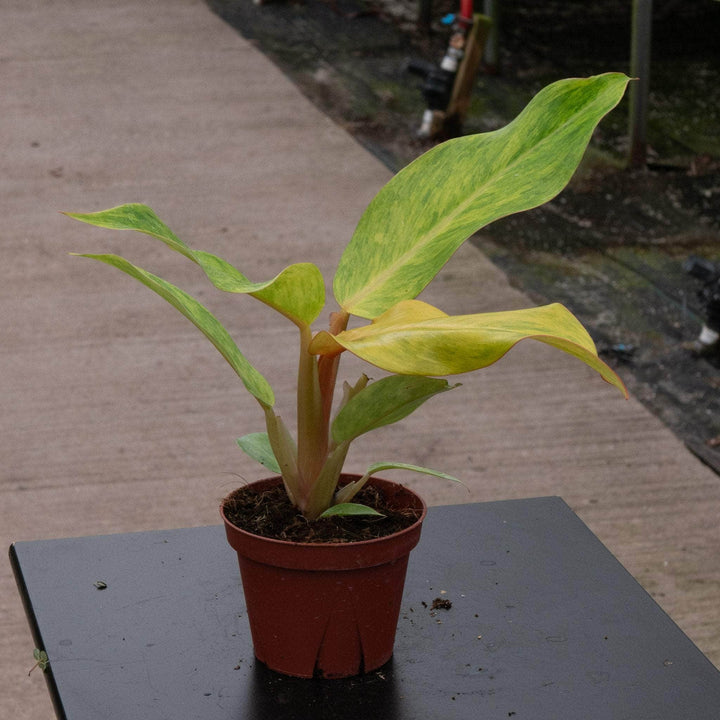 Gabriella Plants Philodendron 4" Philodendron 'Orange Marmalade'
