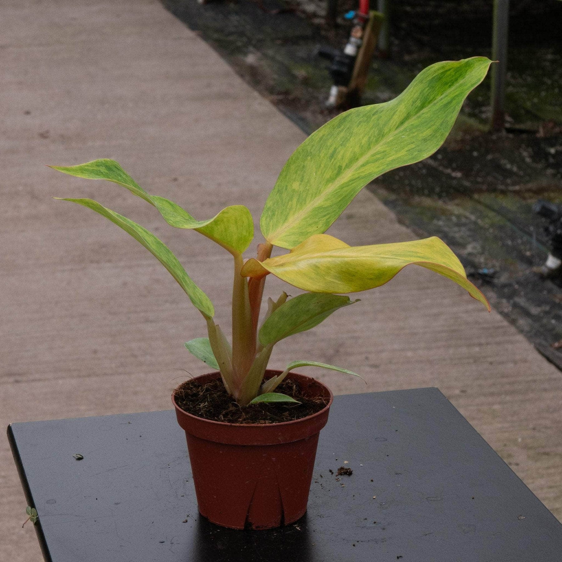 orange marmalade philodendron care Philodendron 'Orange Marmalade'