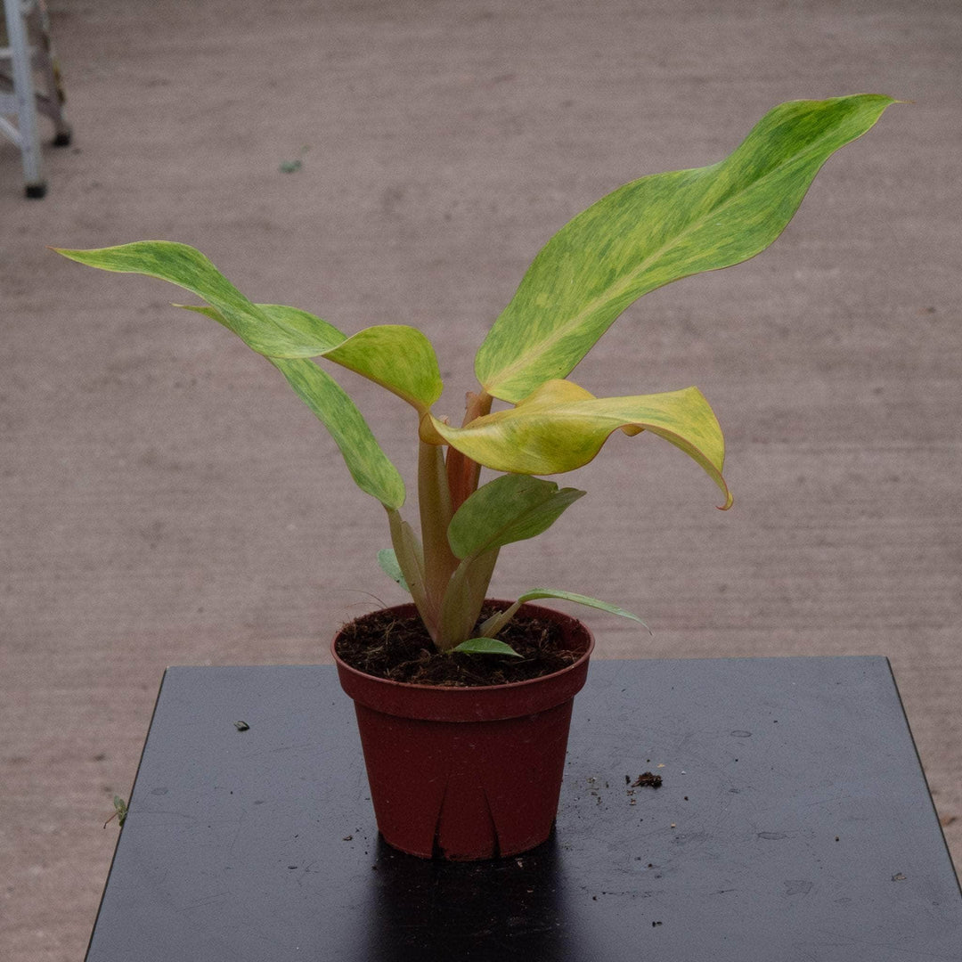 Gabriella Plants Philodendron 4" Philodendron 'Orange Marmalade'