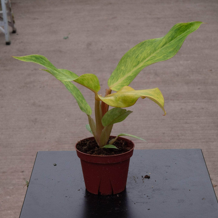 Gabriella Plants Philodendron 4" Philodendron 'Orange Marmalade'