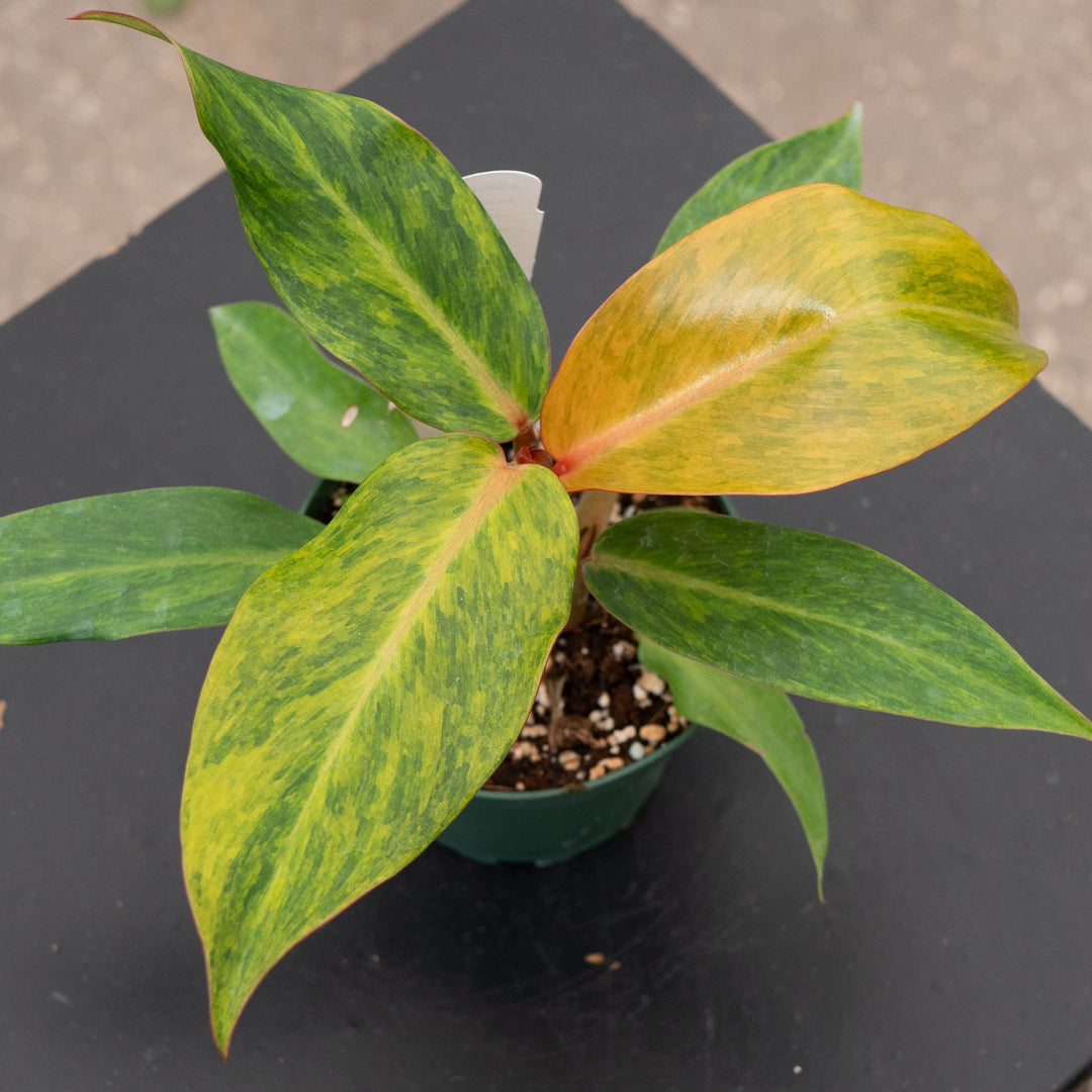 Gabriella Plants Philodendron 4" Philodendron &
