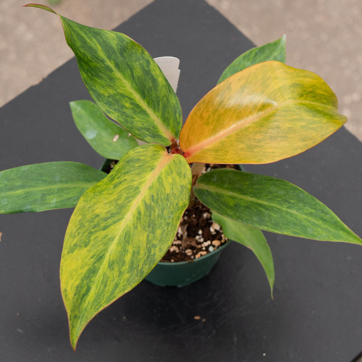 Gabriella Plants Philodendron 4" Philodendron &