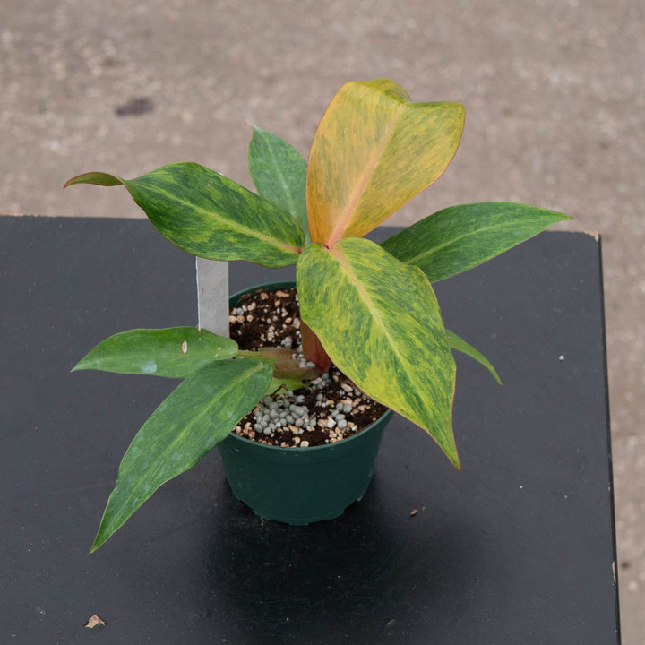 Gabriella Plants Philodendron 4" Philodendron &