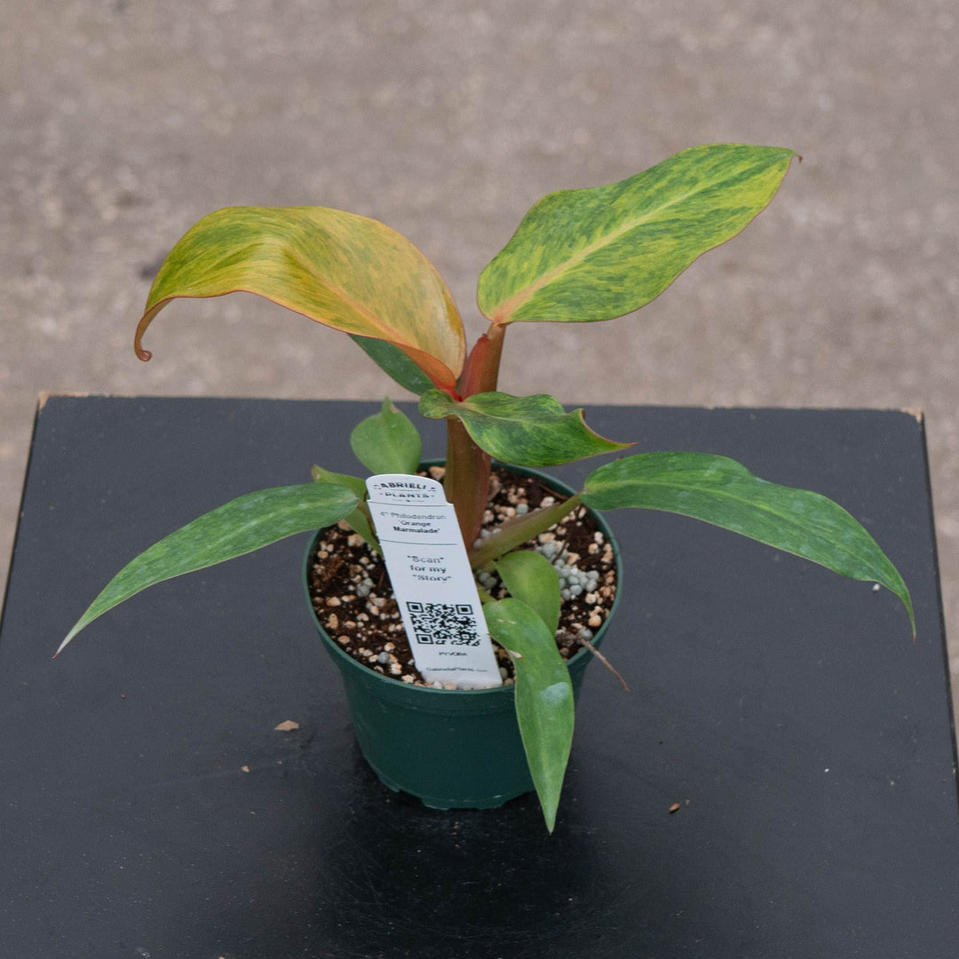 Gabriella Plants Philodendron 4" Philodendron &