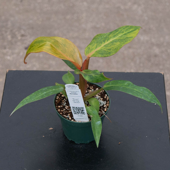 Gabriella Plants Philodendron 4" Philodendron &