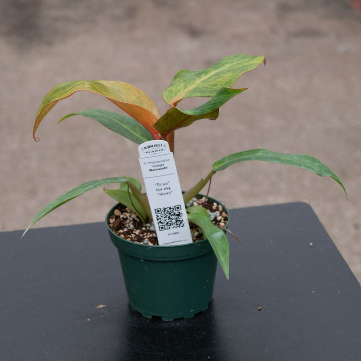 Gabriella Plants Philodendron 4" Philodendron &