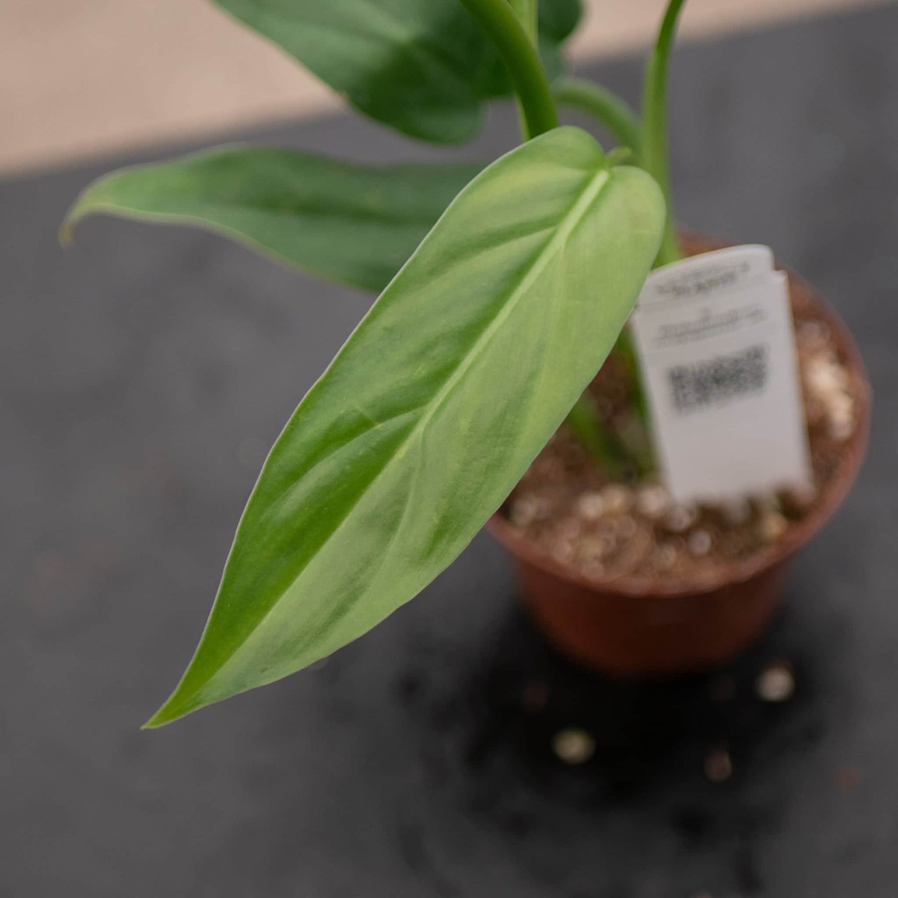 alameda flea market philodendron Philodendron oxapapense aff