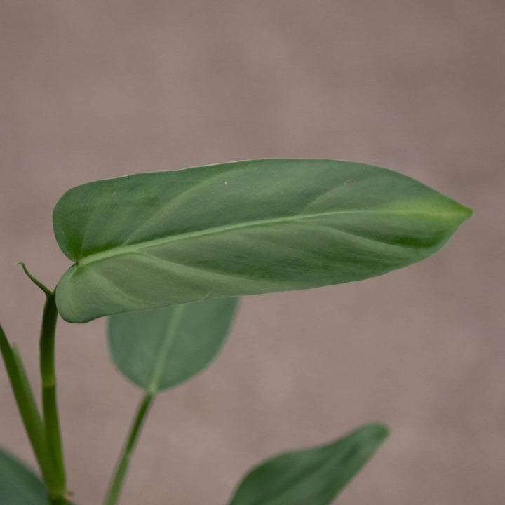 Gabriella Plants Philodendron 3" Philodendron oxapapense aff.
