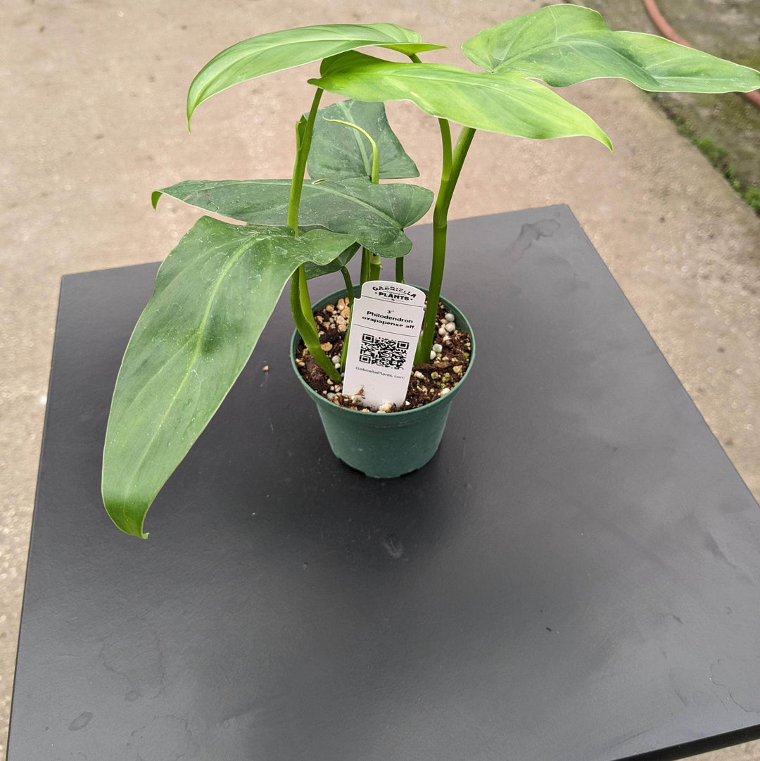 Gabriella Plants Philodendron 3" Philodendron oxapapense aff.