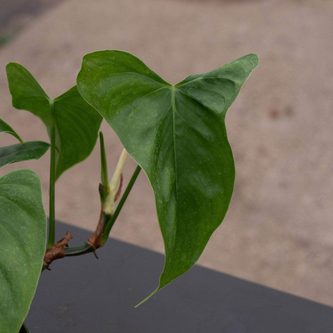 philodendron oxapapense triangular Philodendron oxapapense 'Triangular'
