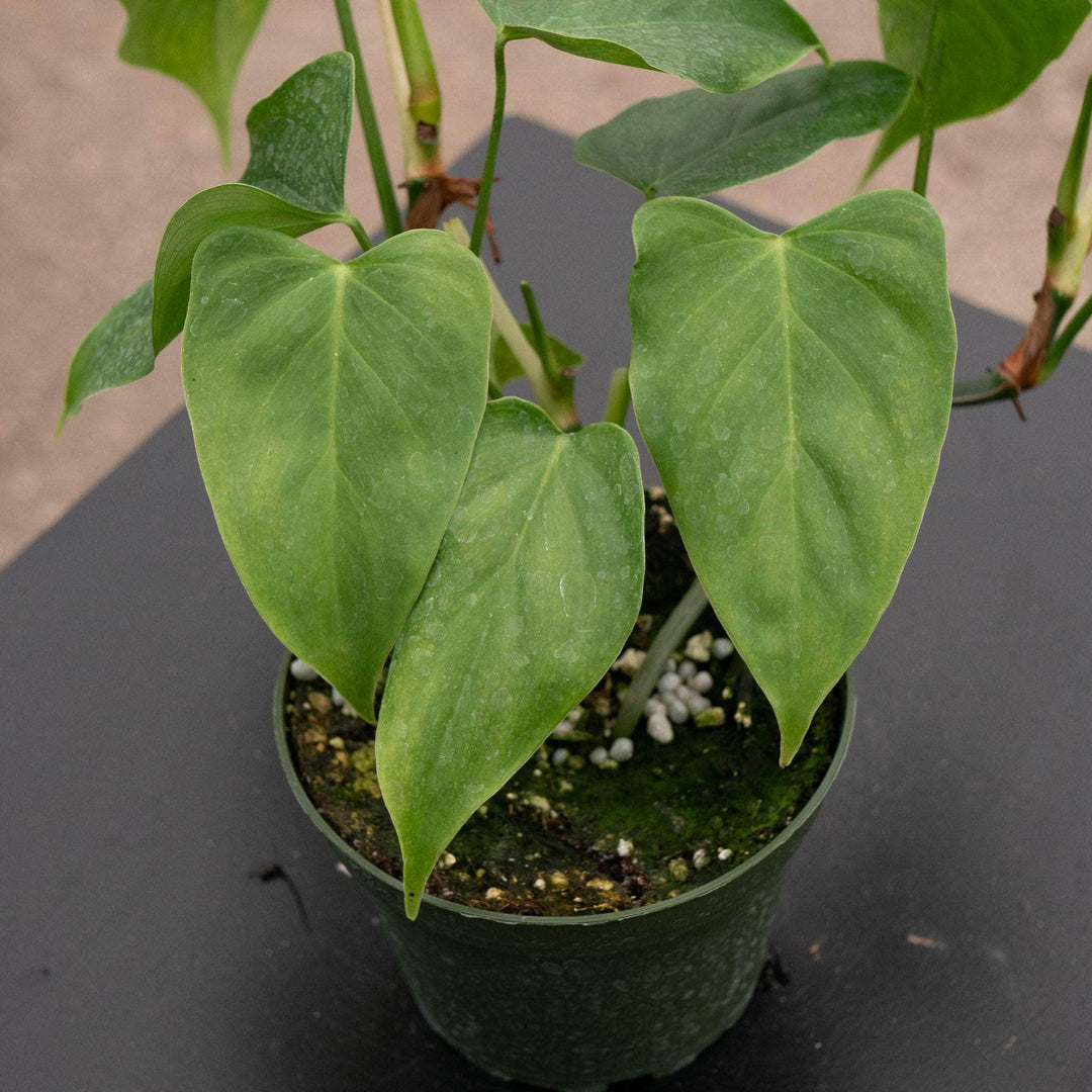 philodendron oxapapense triangular Philodendron oxapapense 'Triangular'