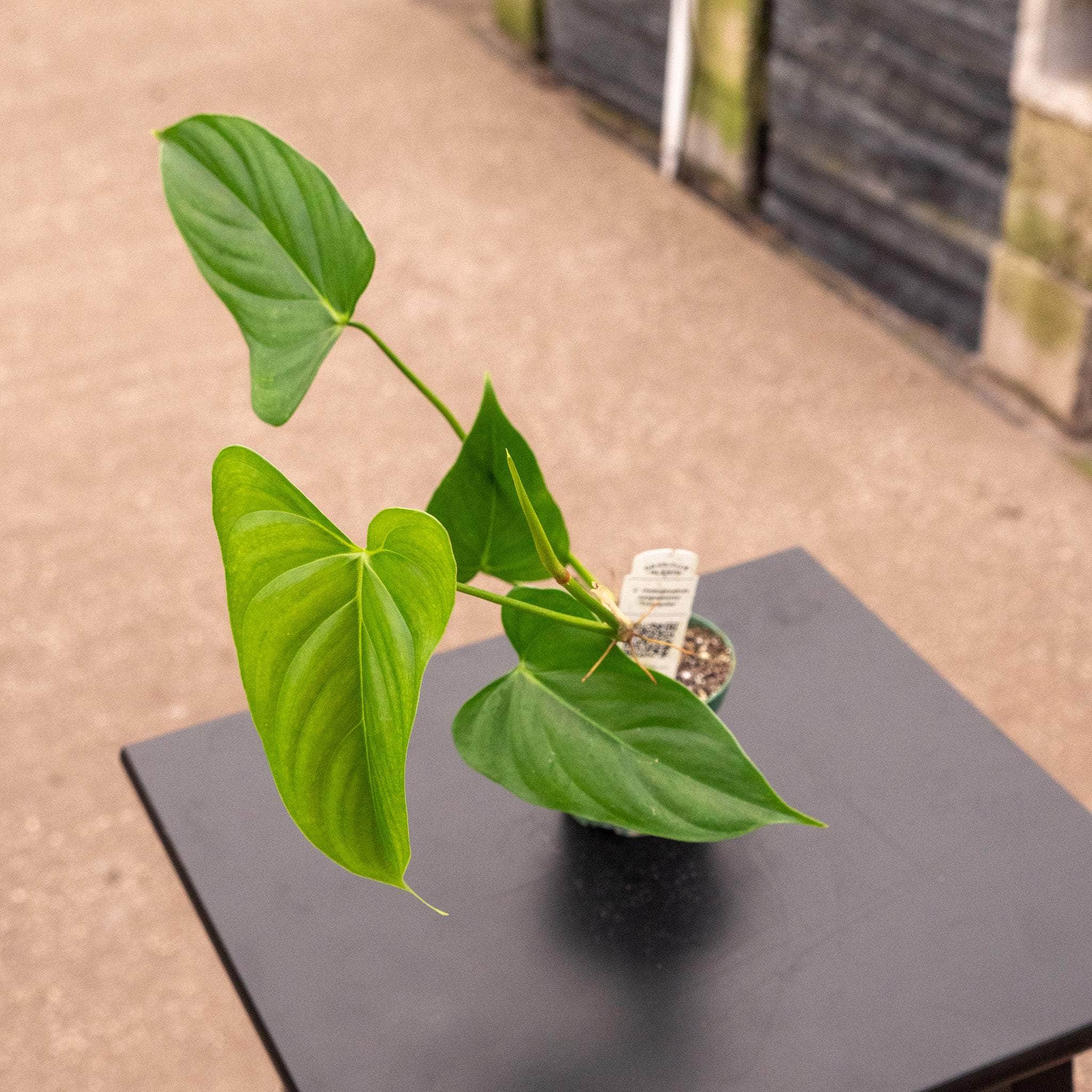 philodendron oxapapense triangular Philodendron oxapapense 'Triangular'