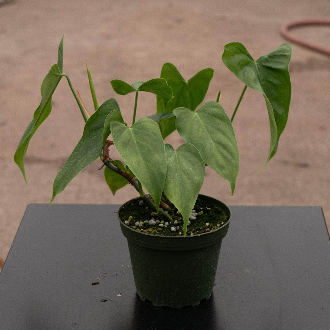 philodendron ifas Philodendron oxapapense 'Triangular'