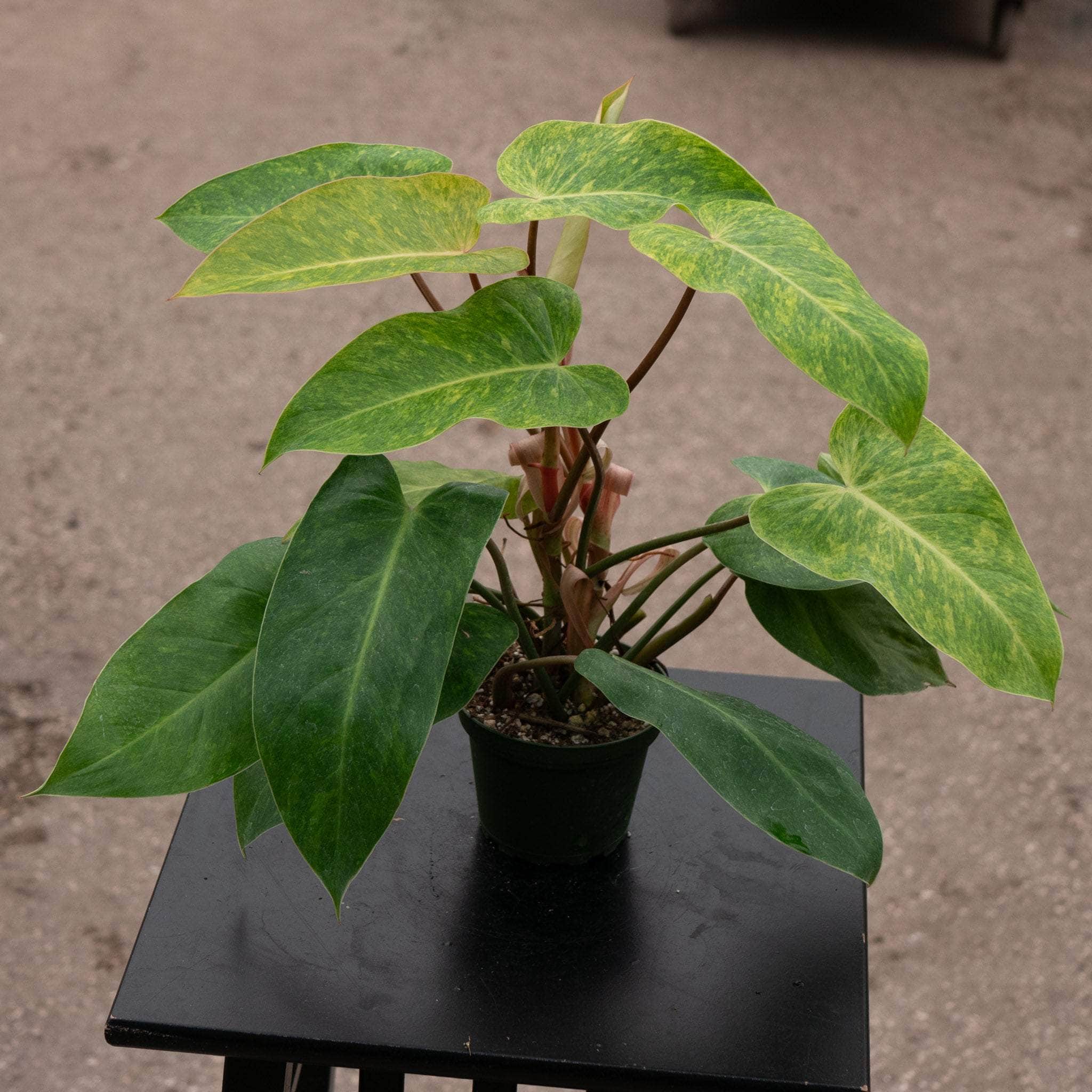 philodendron painted lady mature Philodendron 'Painted Lady'