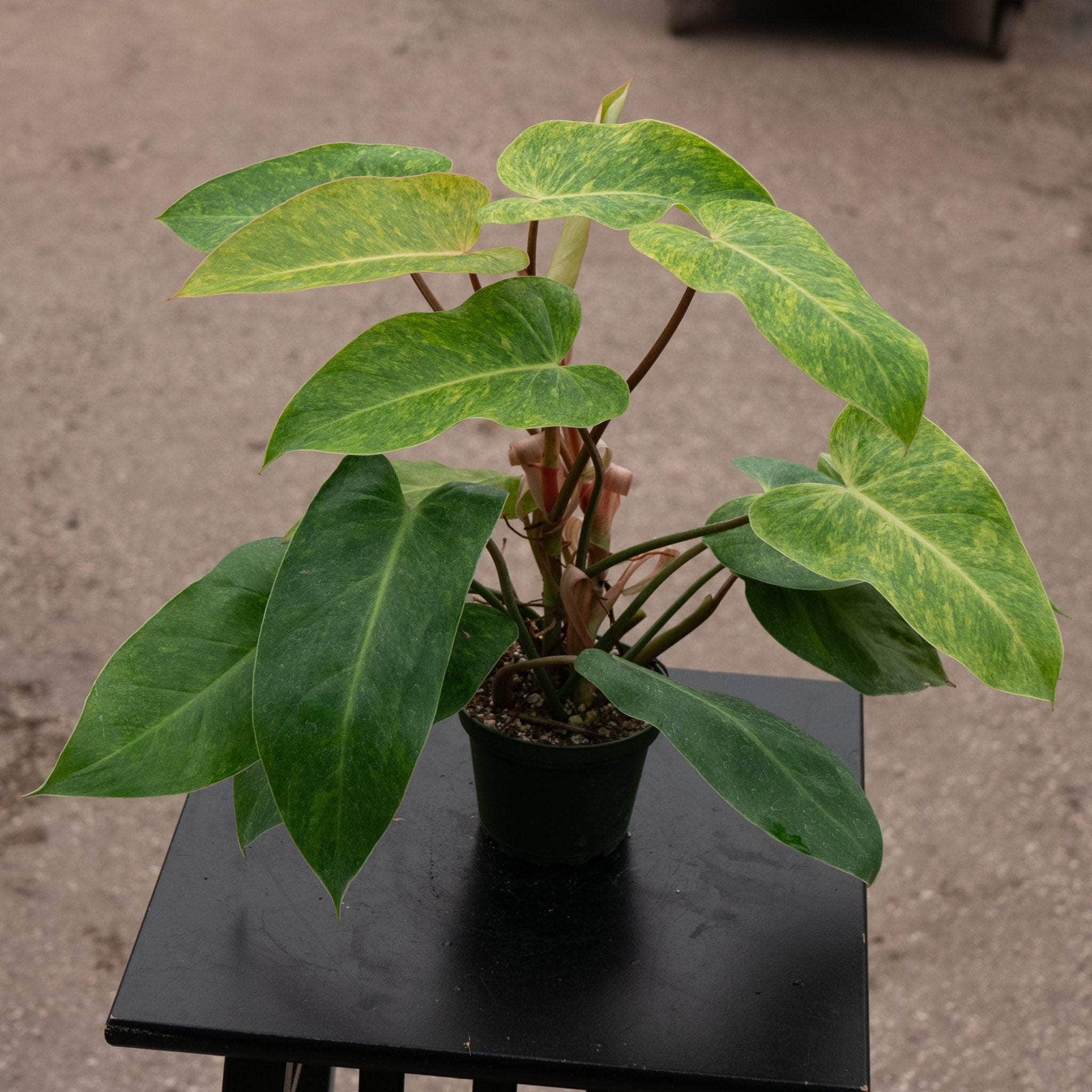 painted philodendron Philodendron 'Painted Lady'