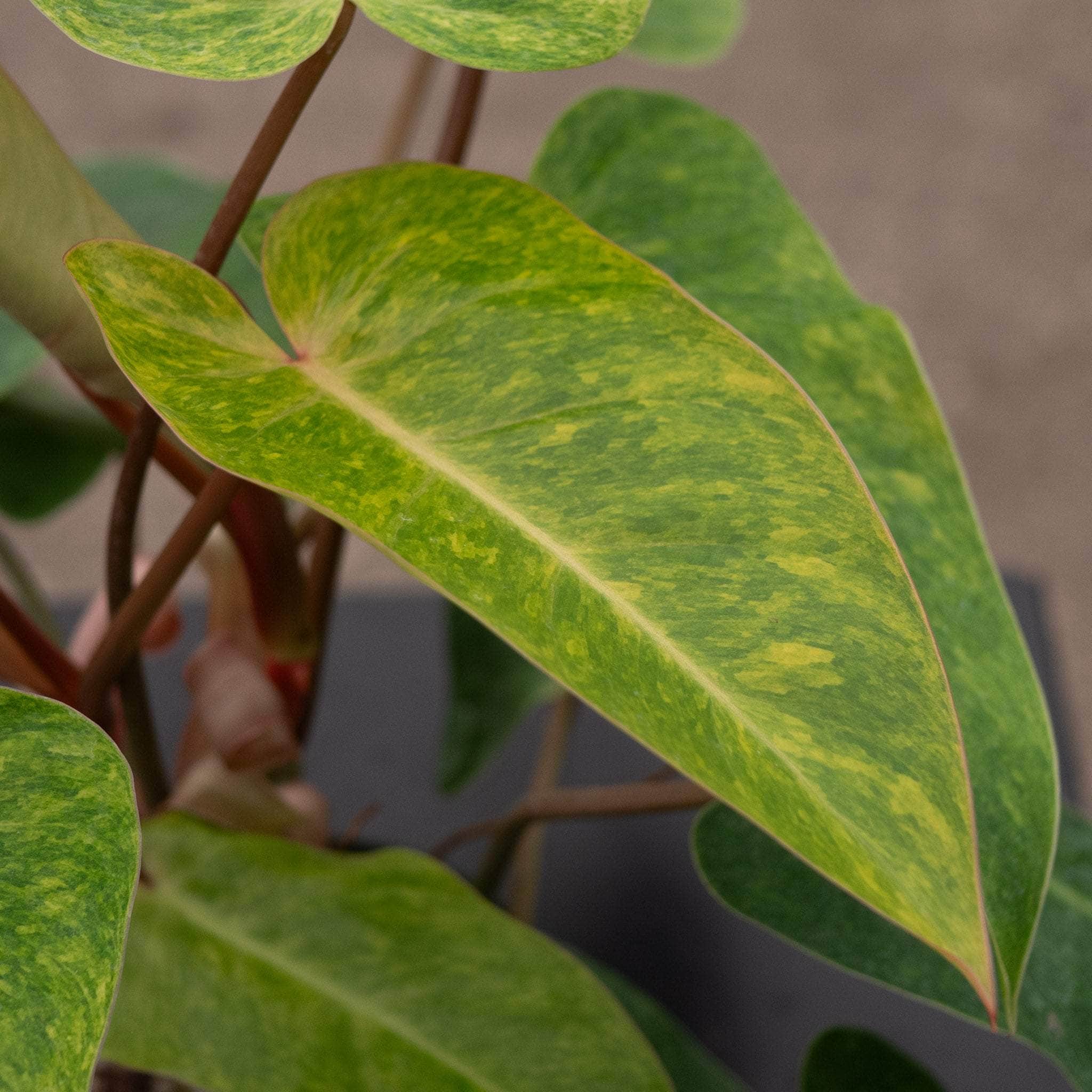 Gabriella Plants Philodendron Painted Lady - Thumbnail 2