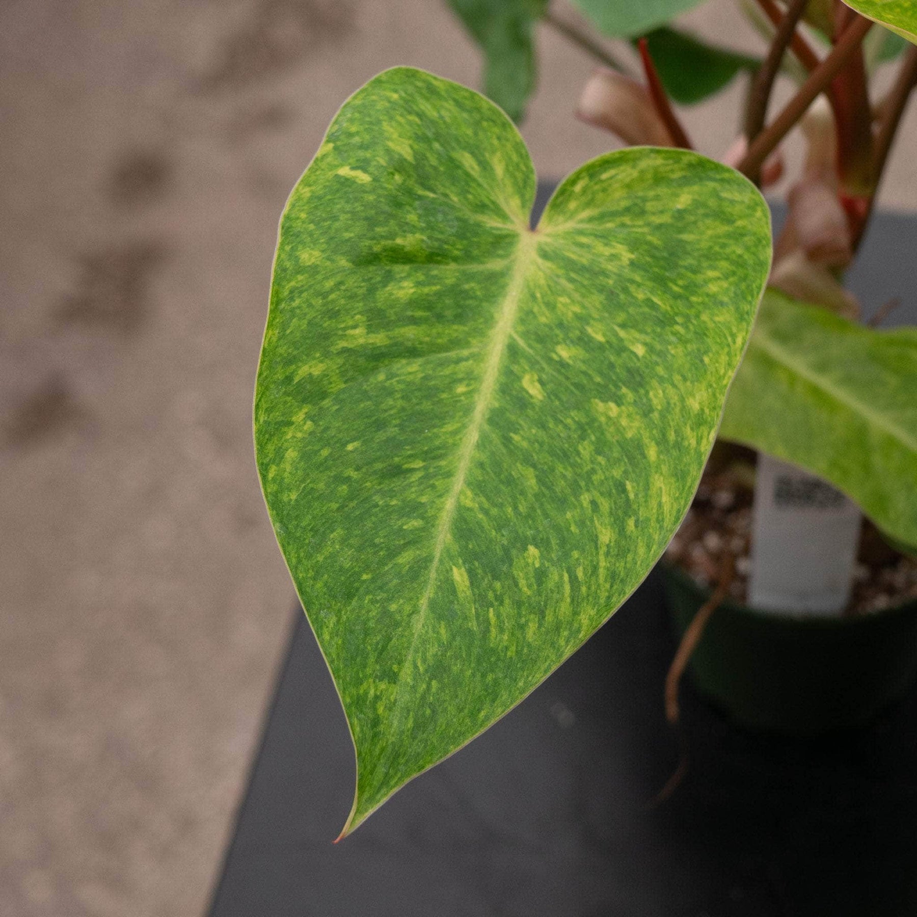 philodendron lady Philodendron 'Painted Lady'