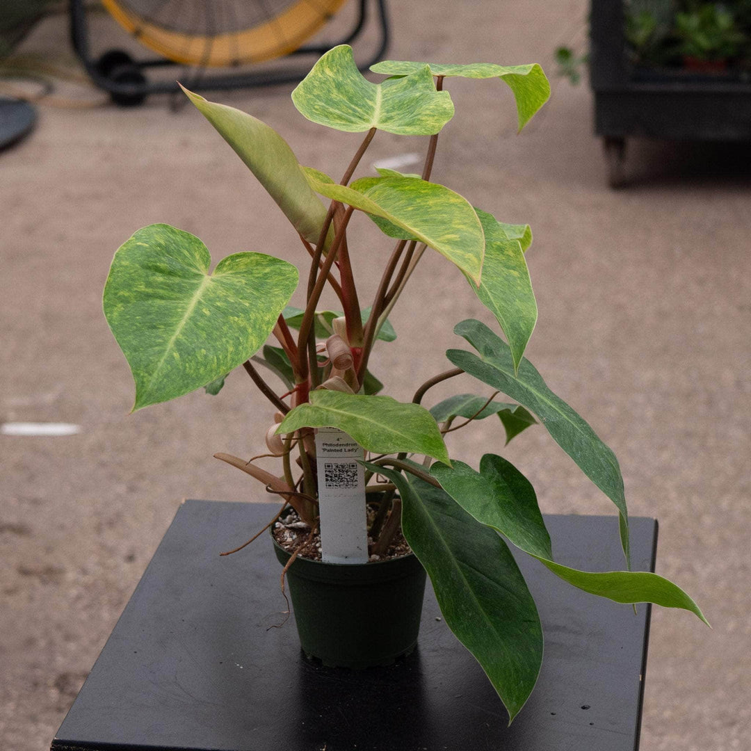 calkins gold philodendron vs painted lady Philodendron 'Painted Lady'