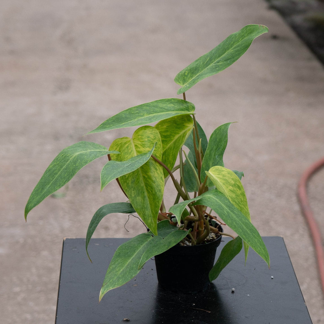 Gabriella Plants Philodendron Philodendron 'Painted Lady'