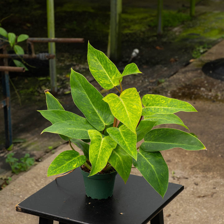 Gabriella Plants Philodendron Philodendron &