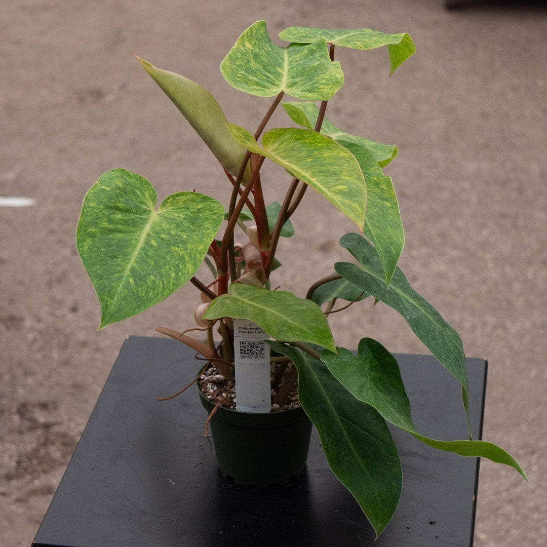 Gabriella Plants Philodendron 4” Philodendron 'Painted Lady'